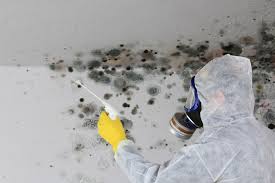 Best Black Mold Removal  in Holley, FL